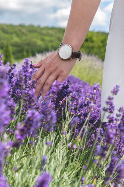 istock Woman hand wearing a watch and touching lavender 1432494828