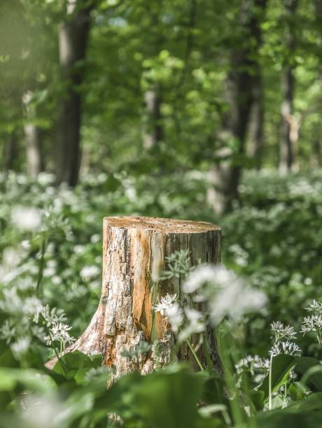 A closeup shot of tree stump surrounded by white flowers