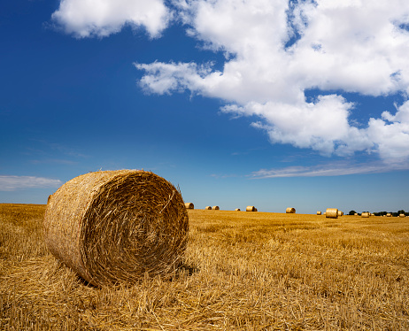 Cereal round straw bales in France in a sunny blue sky day