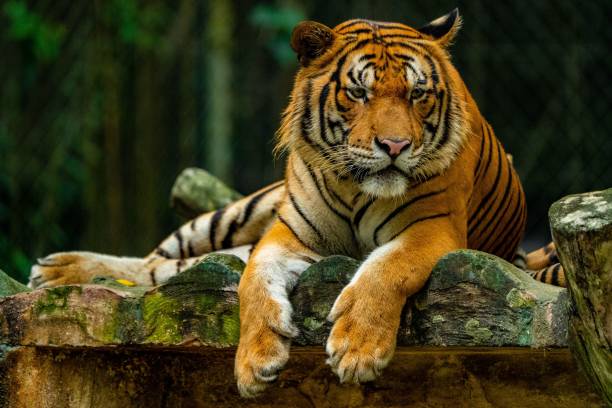 istock Beautiful shot of a relaxing tiger 1432495323