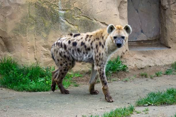 istock Furry spotted hyena walking around its habitat in a zoo 1432495404