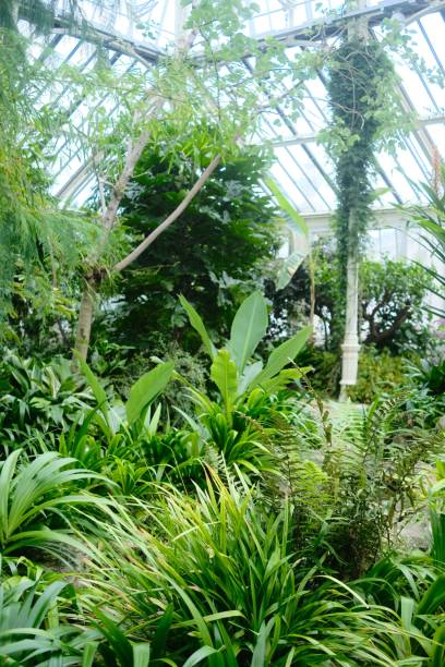 istock Vertical shot of different green plants inside a greenhouse 1432495451