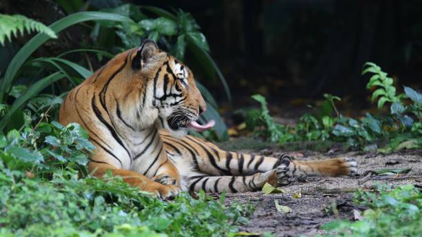 istock Giant Sumatran tiger lying on the ground in a tropical forest 1432495496