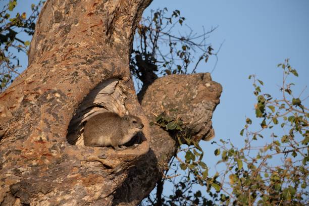 Cute rock hyrax sitting on a tree at Serengeti National Park in Tanzania on a sunny day A cute rock hyrax sitting on a tree at Serengeti National Park in Tanzania on a sunny day tree hyrax stock pictures, royalty-free photos & images