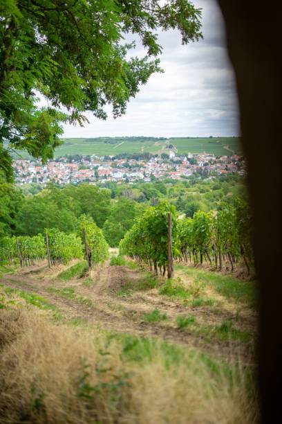 istock Vertical shot of a cloudy day at the vineyard 1432495627
