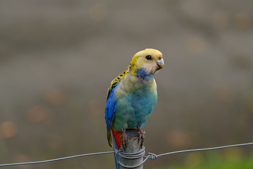 A beautiful closeup shot of a Pale head Rosella sitting on a wooden post