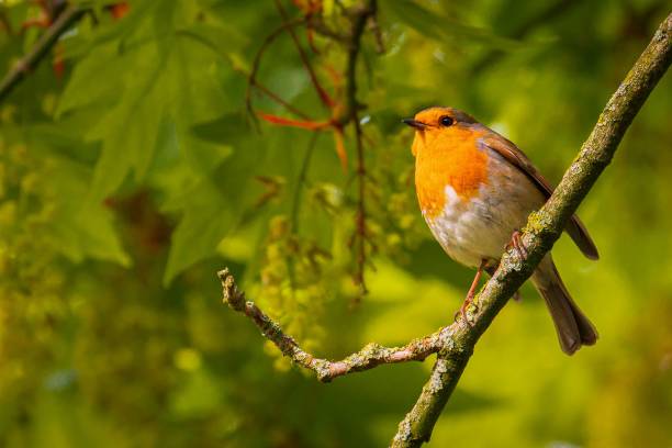 istock Closeup shot of a robin bird perched on a tree 1432495825
