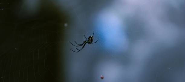 istock Selective focus shot of a spider sewing a web 1432495856