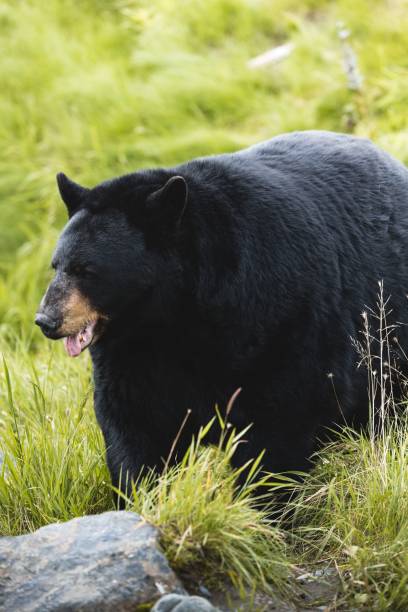 istock Big black bear standing on grassland and looking side 1432496052
