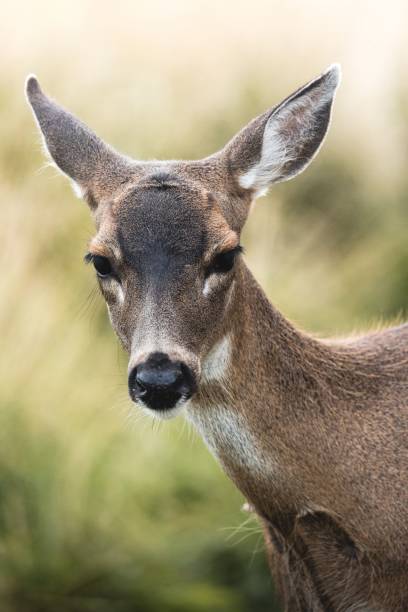 istock Brown deer standing and looking in camera in blurred background 1432496067