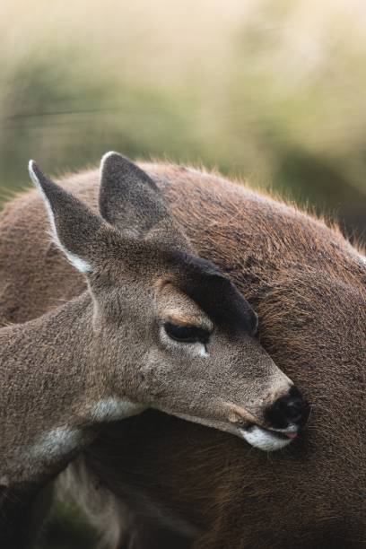 istock Vertical shot of brown deer hugging each other in blurred background 1432496092