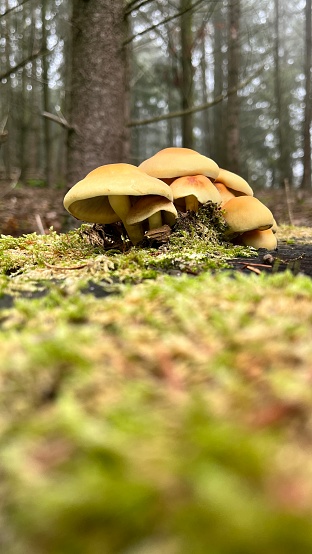 A photo of a group of yellow mushrooms in the moss around tall tree forest in an autumn day in Germany.