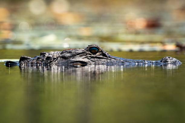 istock Crocodile with its head above the lake 1432496512