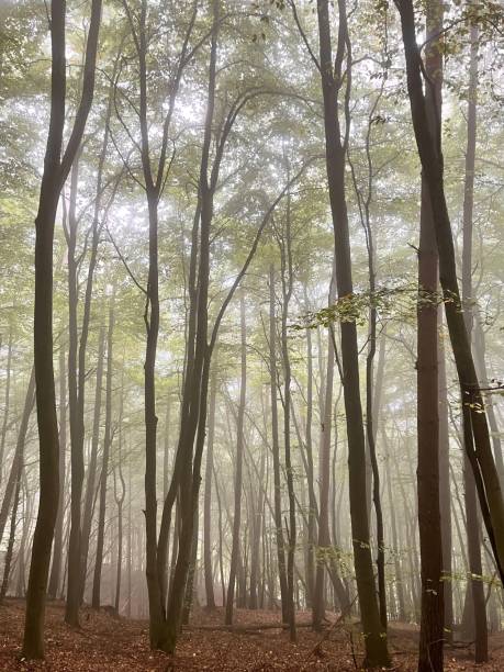 istock Tall Tree Forest in Autumn Illuminated by Sunbeams through Fog in Germany. 1432496525