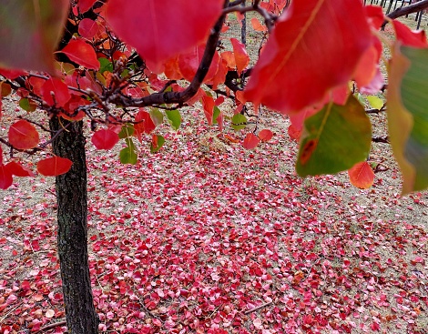 Leaves of a Red Maple Tree in the Autumn in Jacksonville, Florida During the Week Before Christmas 2020