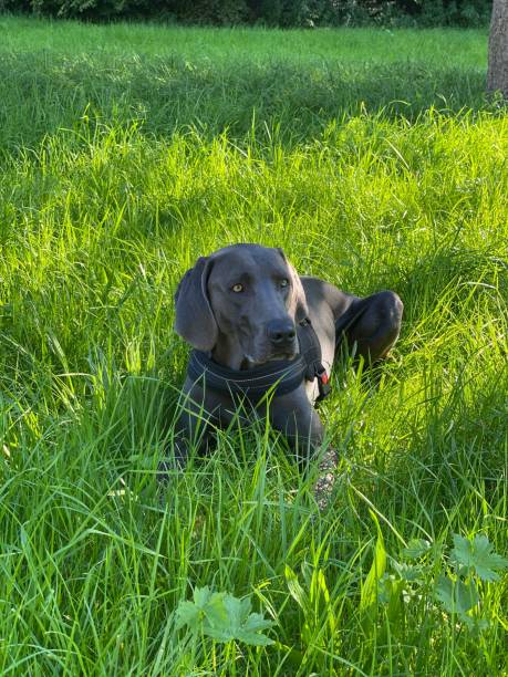 close-up vertical de weimaraner preto cão de caça deitado na grama verde em parque em dia ensolarado - weimaraner dog animal domestic animals - fotografias e filmes do acervo