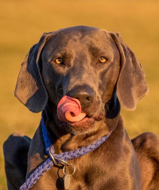 retrato de um adorável cão de caça weimaraner no gramado sob o sol - weimaraner dog animal domestic animals - fotografias e filmes do acervo