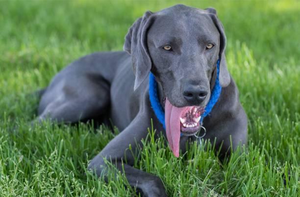 zbliżenie czarnego psa myśliwskiego weimaraner leżącego na zielonej trawie w parku w słoneczny dzień - weimaraner dog animal domestic animals zdjęcia i obrazy z banku zdjęć