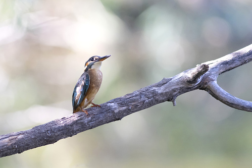 Common kingfisher, alcedo atthis, perched on a branch over a lake in the south of France