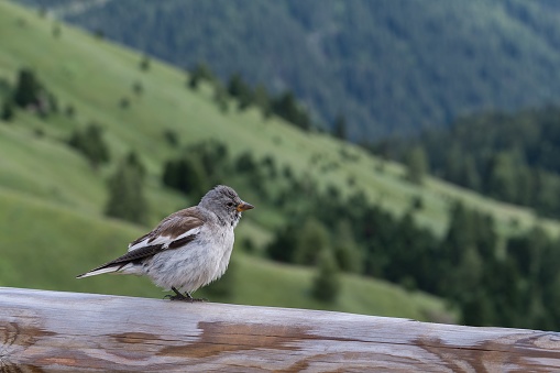 A closeup of a white-winged snowfinch perched on wooden fence with green mountain background