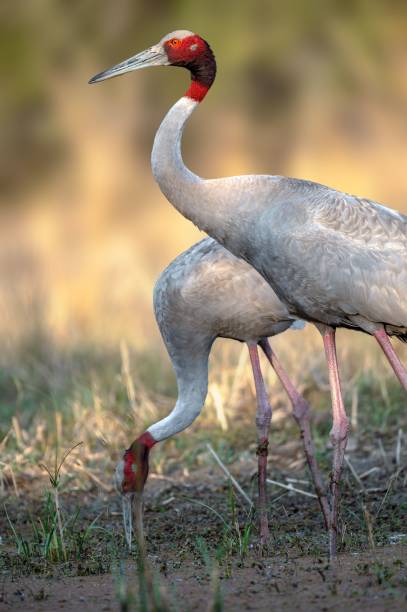 istock Vertical shot of two sarus cranes standing against a blurred background  and eating grass 1432497714