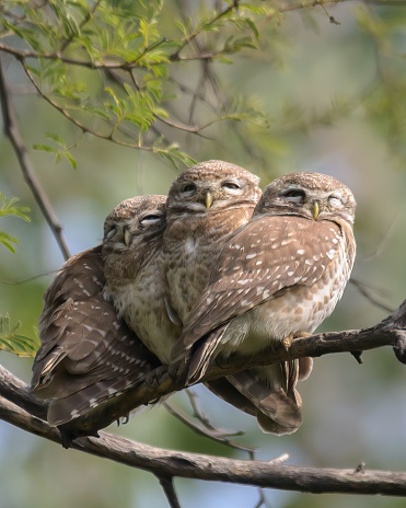 A vertical shot of spotted owlets perched on a tree branch against a blurred background