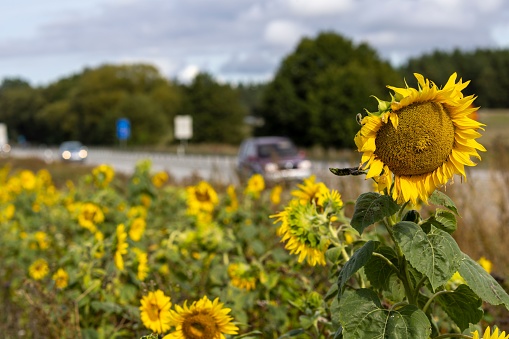 A closeup of a sunflower over a background of traffic