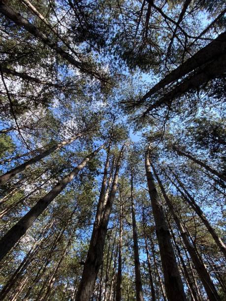 istock Low angle view of tall trees in forest under the sunlight and blue sky 1432498425