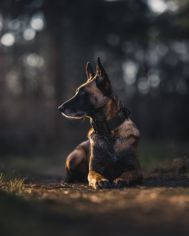 A vertical shot of a Belgian Malinois sitting in the forest