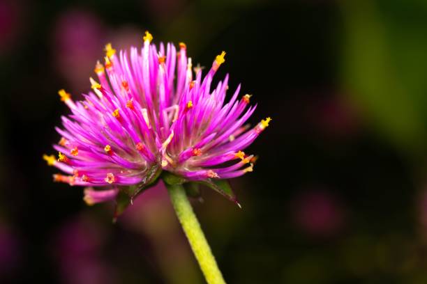 istock Closeup shot of globe amaranth on the blurry background 1432498926