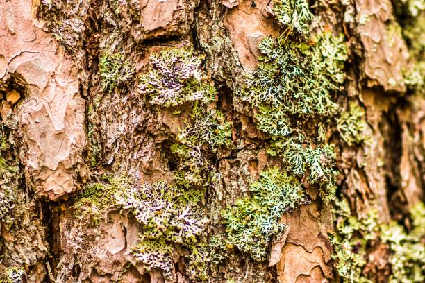 istock Closeup of mossy tree bark with sunlight 1432498935