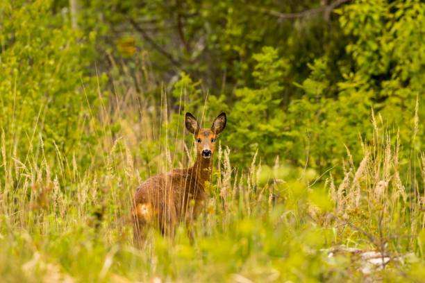 istock View of a beautiful deer in a field with fresh grass looking at the camera 1432499049