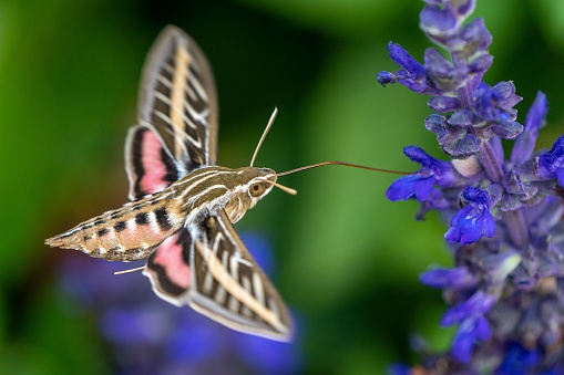 A closeup shot of a white-lined sphinx on the purple flower
