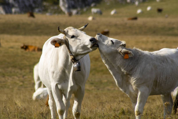 istock Cow mom cleaning her calf 1432499181