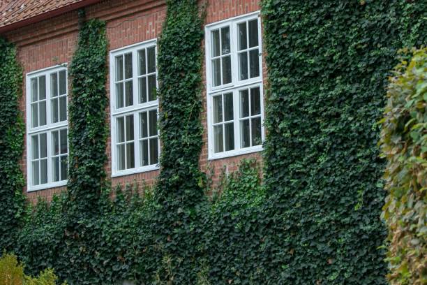 istock Close-up shot of grown shrubs on a brick building wall 1432499234
