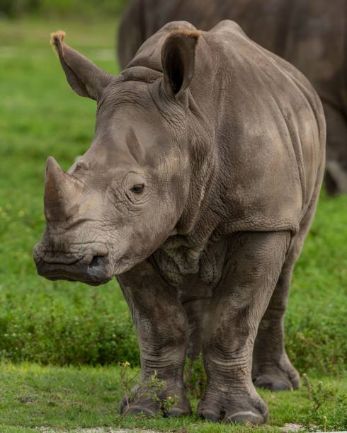White Rhino Free Photo Download | FreeImages