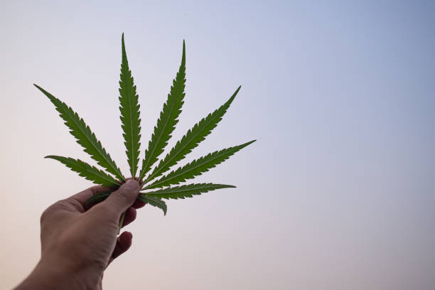 istock Hand of holding cannabis leaf with the sky background 1432499613