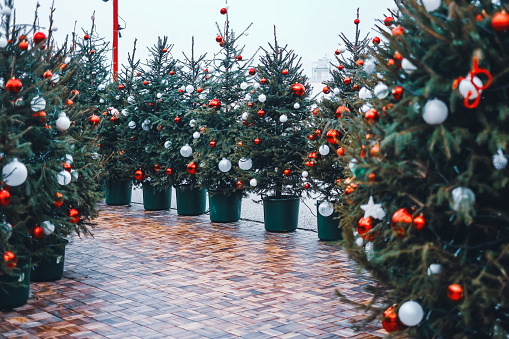 Fresh green pine trees in pots with red and white baubles decoration, Christmas market
