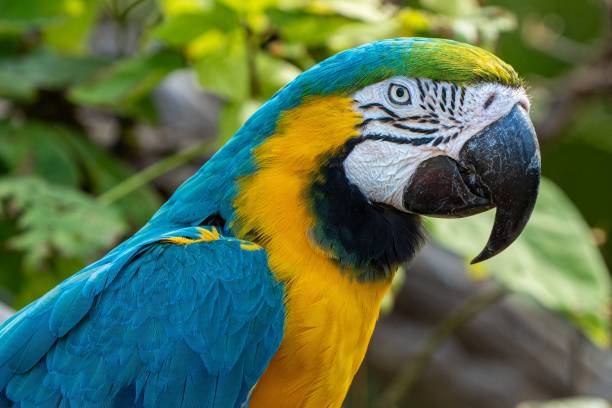 istock Close up of a parrot perched on a tree 1432499847