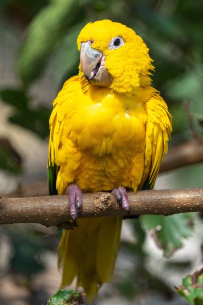 istock Close up of a yellow parrot perched on a tree 1432499852