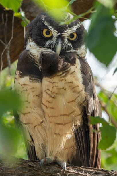 istock Close up of an owl bird 1432499884
