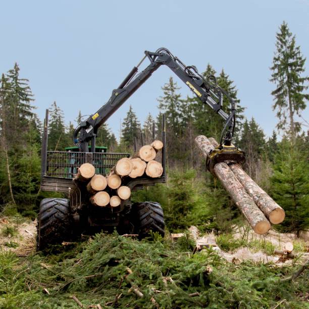 istock Pile of big cut logs in the forest 1432500412