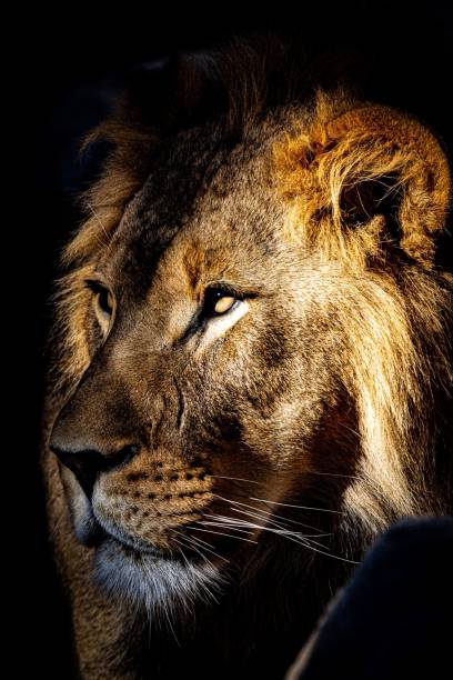 istock Close up of a majestic lion 1432500487
