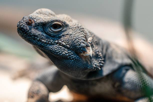 istock Closeup shot of a green iguana (Iguana iguana) 1432501773