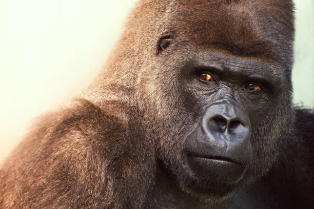 istock Portrait of a gorilla looking aside 1432501778