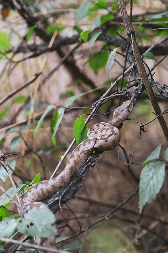 A vertical closeup of Vipera ammodytes, a horned viper on the branch.