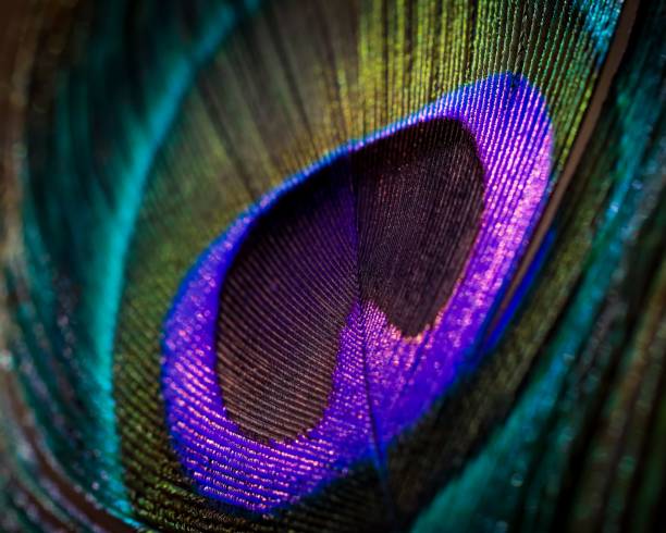 istock Close-up shot of a colorful peacock feather, perfect for a pattern 1432501857