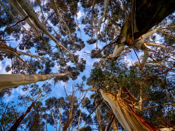 istock Low angle of canopy of trees 1432501937