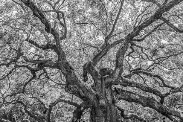 istock Grayscale low angle shot of a tall tree with twisting branches 1432502133