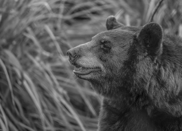 istock Grayscale closeup shot of a bear on a field 1432502170